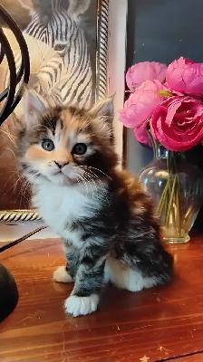 Maine coon mix kittens for sale - Photo 2