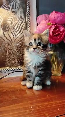 Maine coon mix kittens for sale - Photo 3