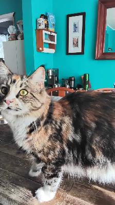 Maine coon mix kittens for sale - Photo 5