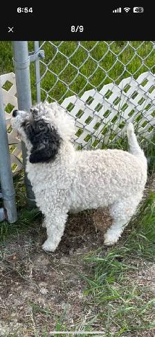 cockapoos - Photo 10