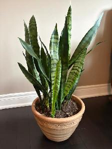 Snake Plant in Italian Terra Cotta Planter – 32" Tall