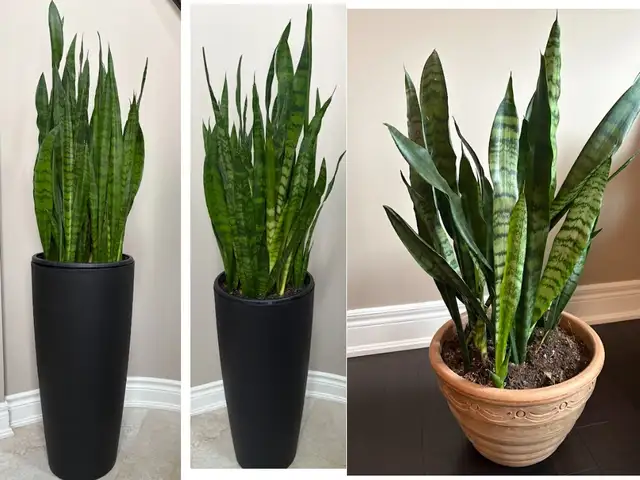 3 Designer Snake Plants – Veradek   Italian Planters