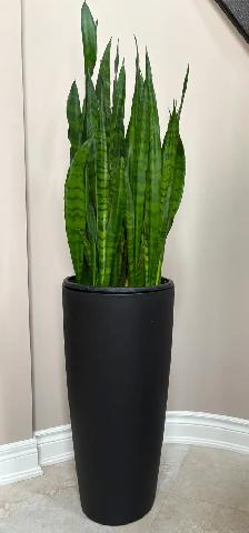 3 Designer Snake Plants – Veradek   Italian Planters - Photo 6