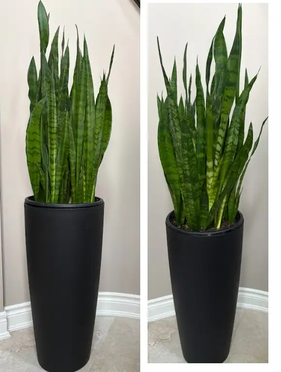 2 Snake Plants in Veradek Planters – Tall Statement Pieces