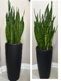 2 Snake Plants in Veradek Planters – Tall Statement Pieces