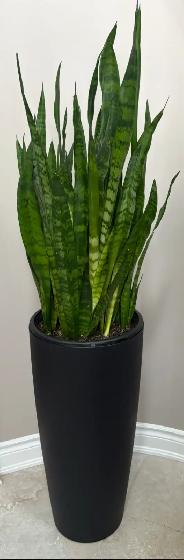 2 Snake Plants in Veradek Planters – Tall Statement Pieces - Photo 3