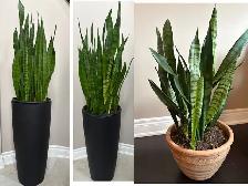 2 Snake Plants in Veradek Planters – Tall Statement Pieces - Photo 5
