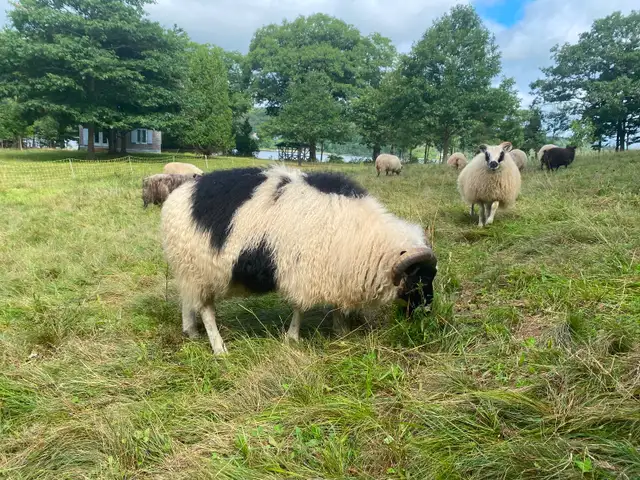 3 yr old Icelandic Ram