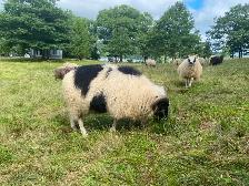 3 yr old Icelandic Ram