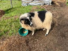 3 yr old Icelandic Ram - Photo 2