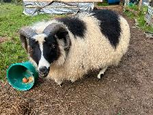 3 yr old Icelandic Ram - Photo 3