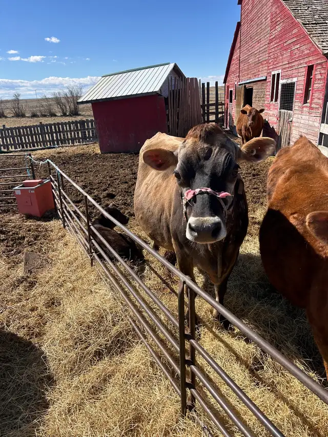Calm Jersey milk cow!