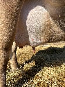 Calm Jersey milk cow! - Photo 2