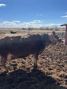 Calm Jersey milk cow! - Photo 3