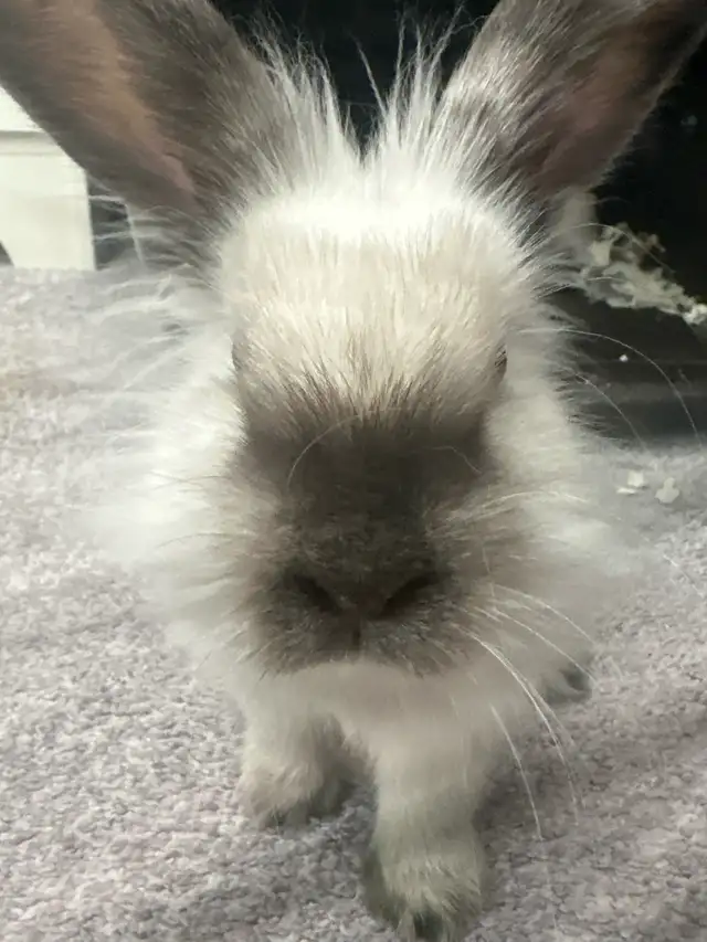 White Angora Bunny