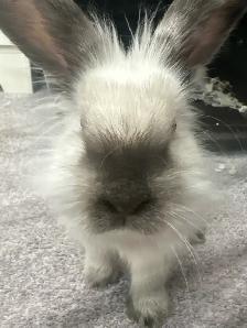 White Angora Bunny