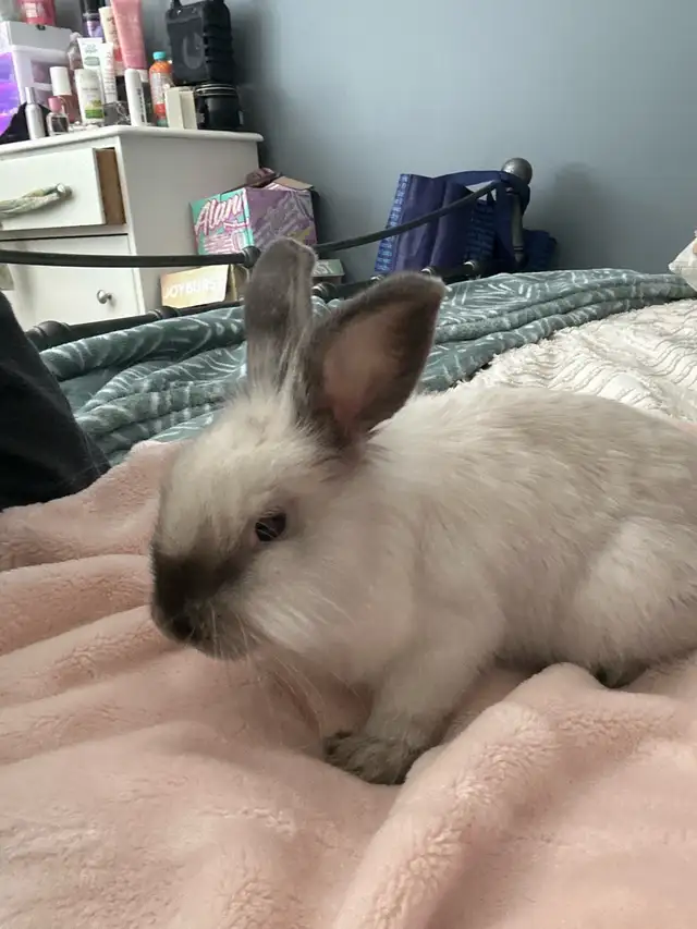 White Angora Bunny - Photo 2