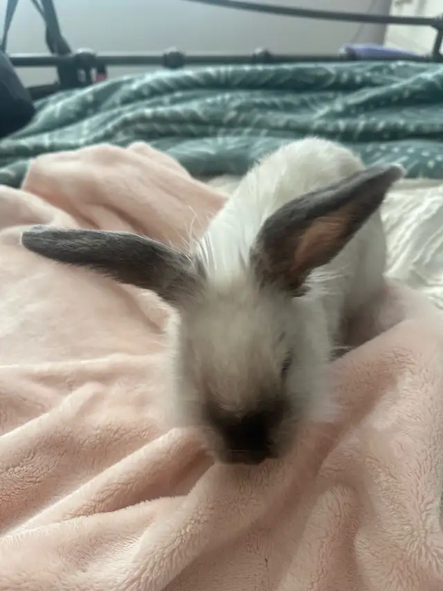 White Angora Bunny - Photo 3