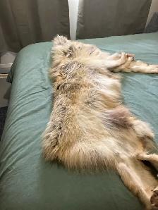 timber wolf hide - Photo 2