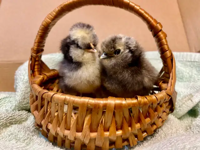 Hatching eggs - Photo 2