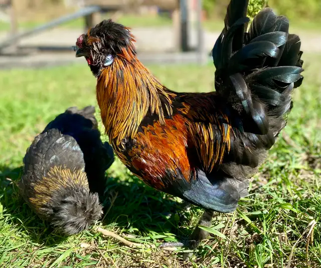 Hatching eggs - Photo 3