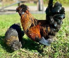 Hatching eggs - Photo 3