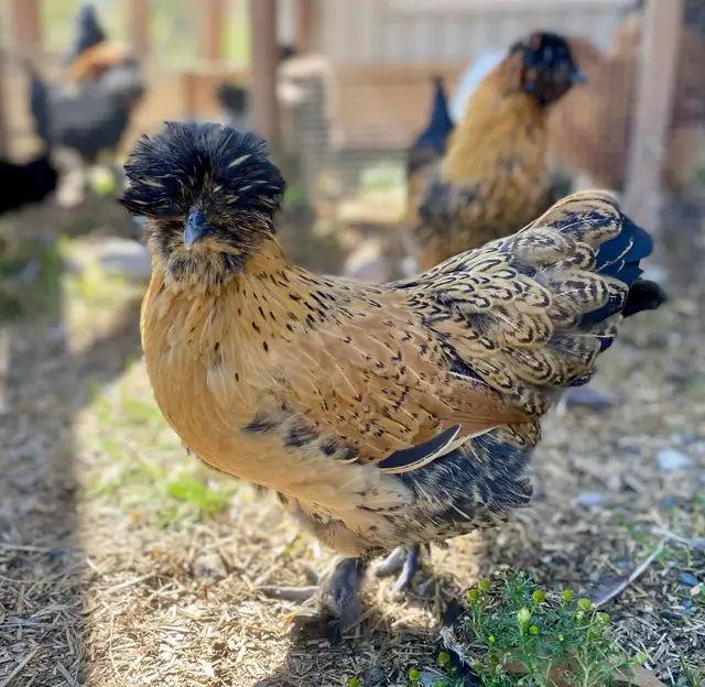 Hatching eggs - Photo 4