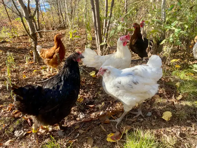 Hatching eggs - Photo 5