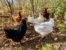 Hatching eggs - Photo 5