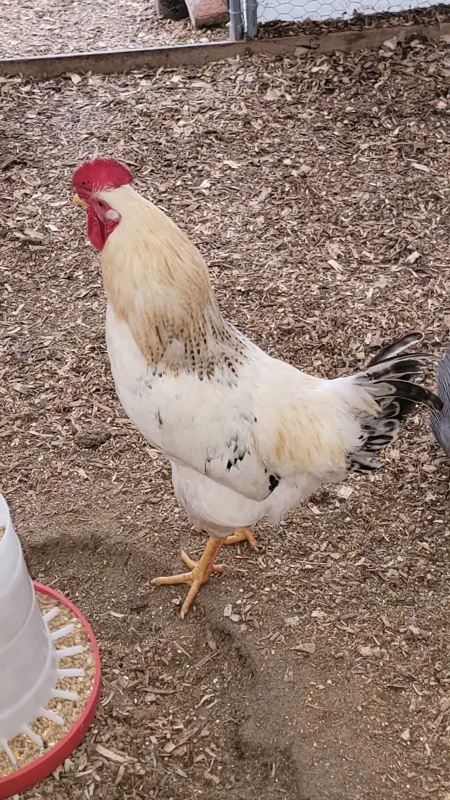 8 month old rooster