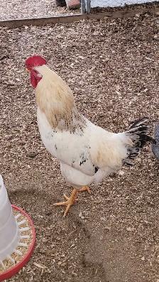 8 month old rooster