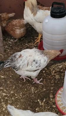 8 month old rooster - Photo 2