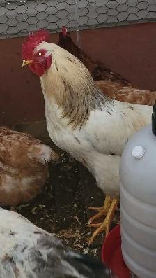 8 month old rooster - Photo 3