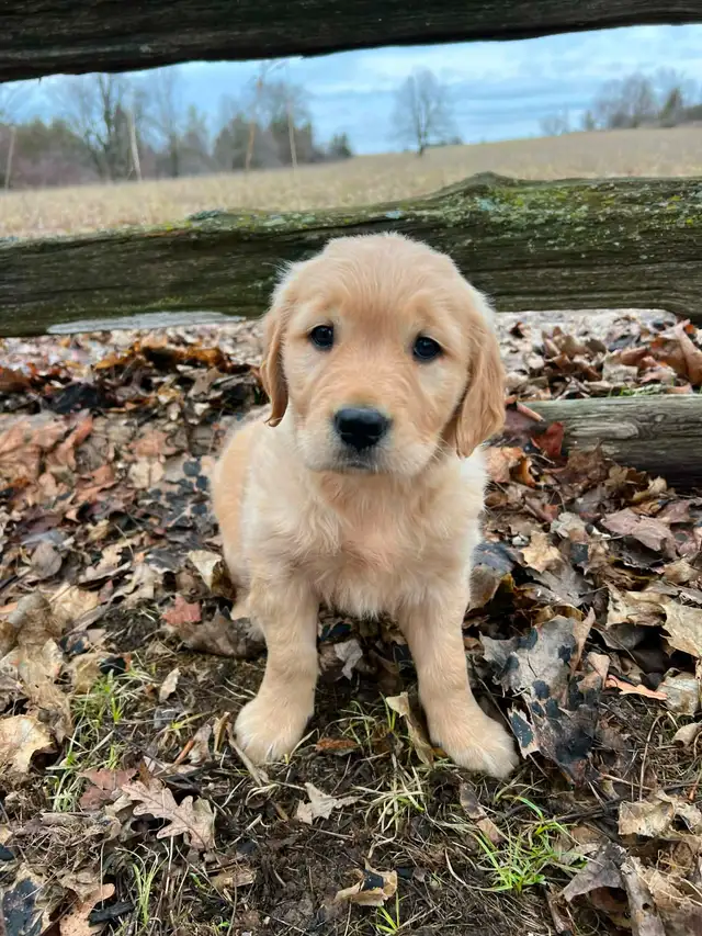 Golden Retriever puppies
