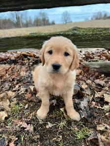 Golden Retriever puppies