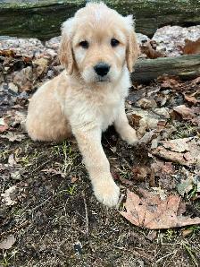 Golden Retriever puppies - Photo 2