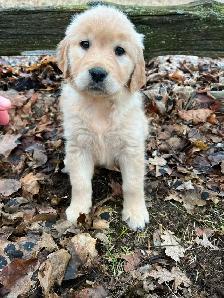 Golden Retriever puppies - Photo 3