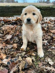 Golden Retriever puppies - Photo 4