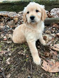 Golden Retriever puppies - Photo 5