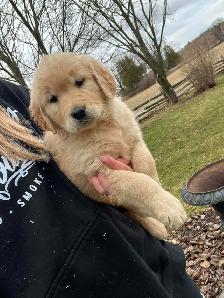 Golden Retriever puppies - Photo 6