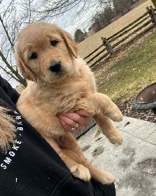 Golden Retriever puppies - Photo 7