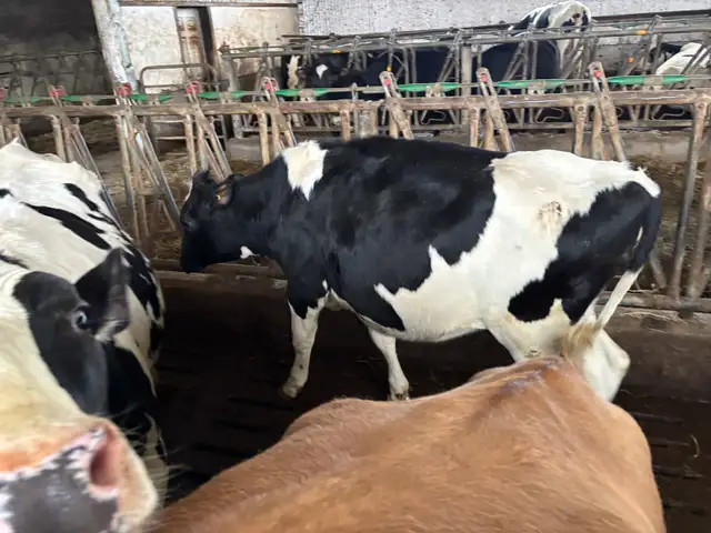 Holstein heifer - Photo 2