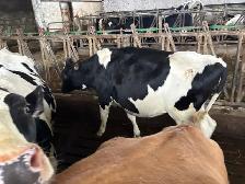 Holstein heifer - Photo 2