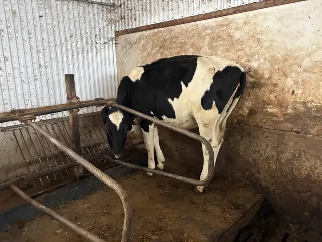 Holstein heifer - Photo 3