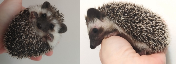♥Lulu and Livvi chocolate snowflakr baby hedgehog girls to adopt