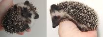 ♥Lulu and Livvi chocolate snowflakr baby hedgehog girls to adopt
