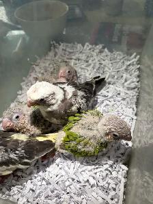 ❤️ Baby cockatiels for sale hand feeding ❤️
