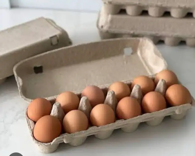 Farm Fresh Organic Eggs (Eating or Hatching)