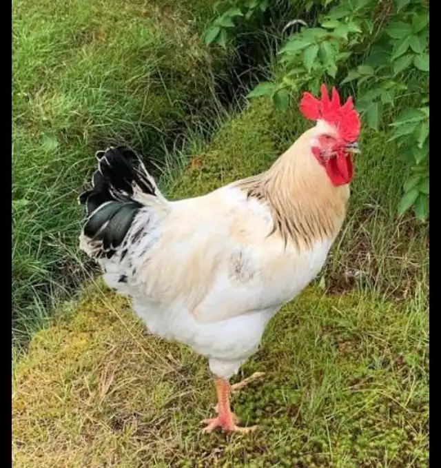 Farm Fresh Organic Eggs (Eating or Hatching) - Photo 2