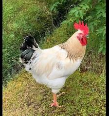 Farm Fresh Organic Eggs (Eating or Hatching) - Photo 2